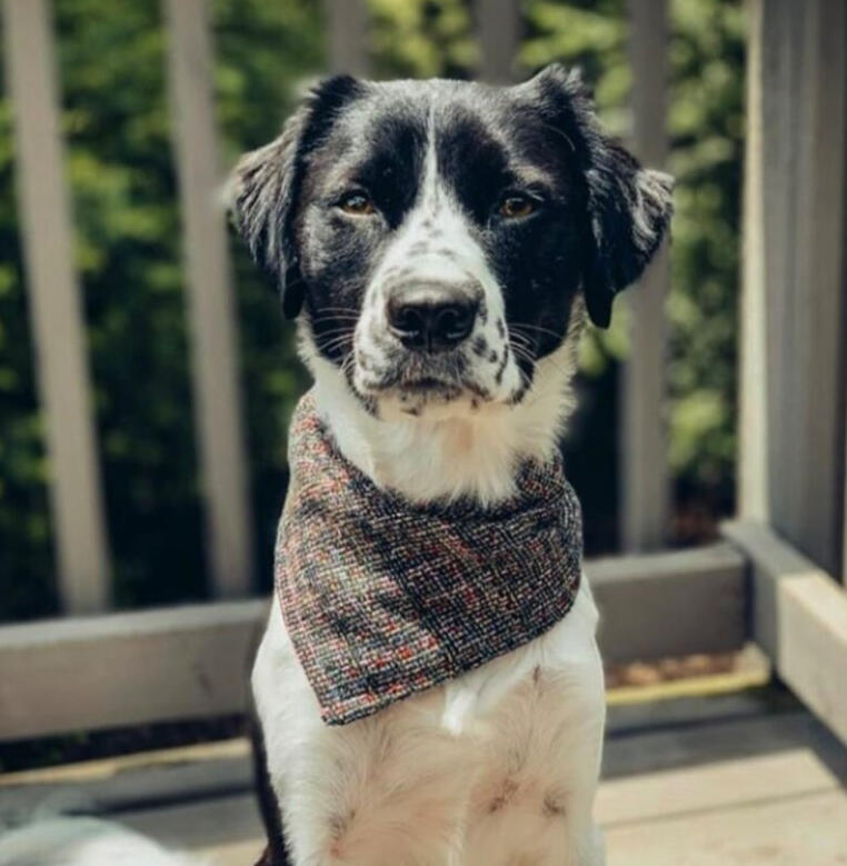 Minnesota Paw Wear - The Dottie May Bandana