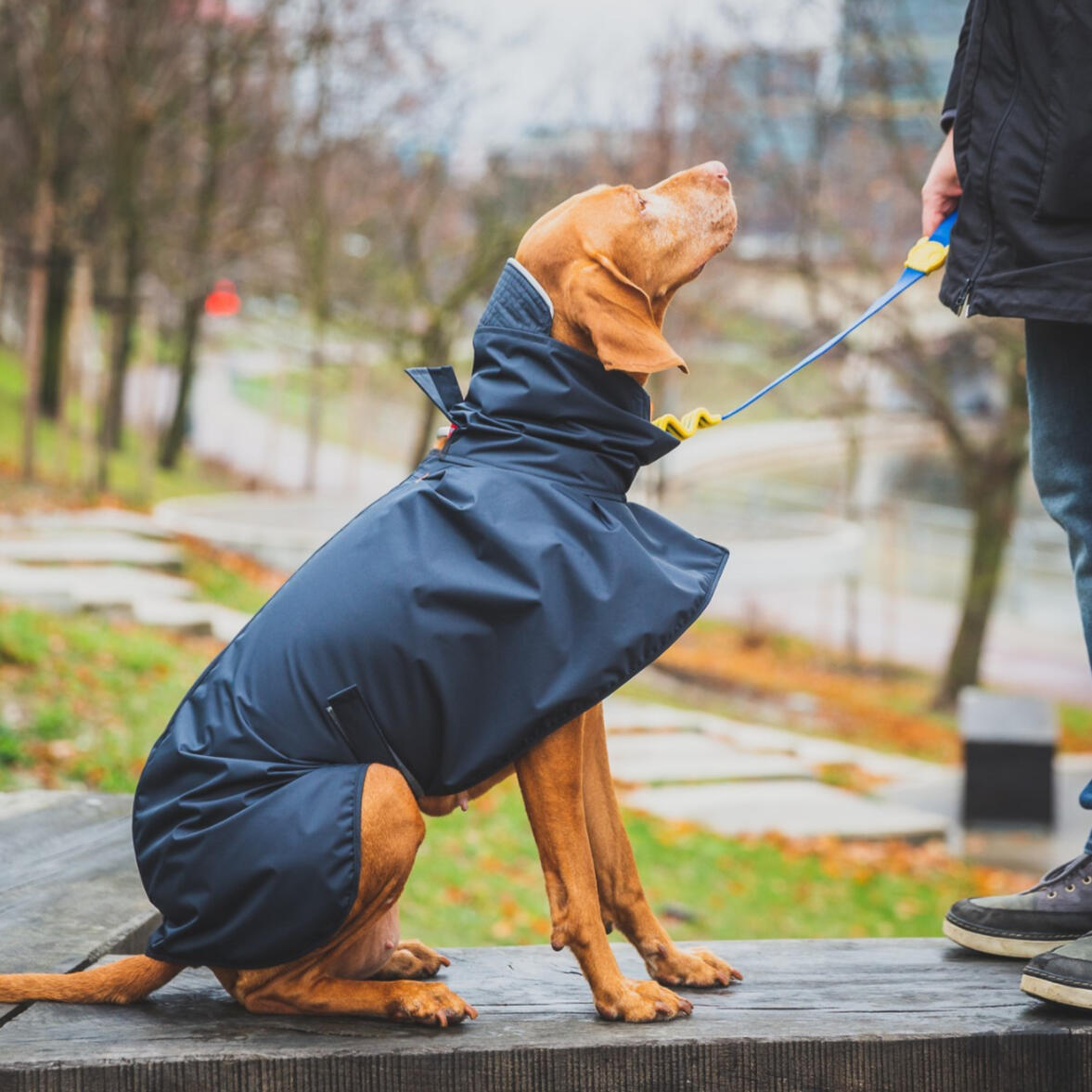 Vizslatea Dog Rain Jecket