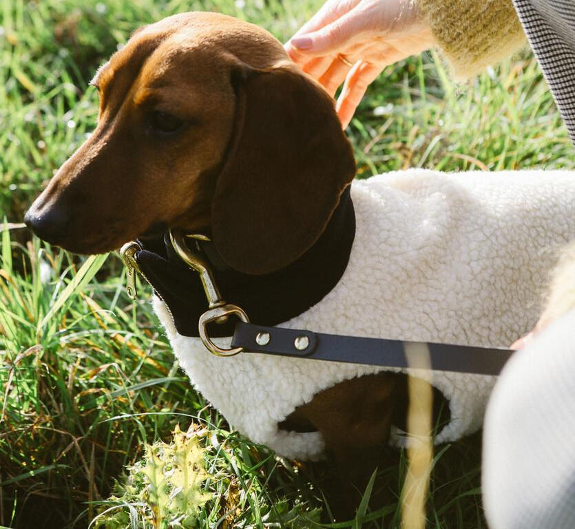 Quilted Dog Vest