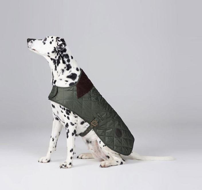 Quilted Dog Coat