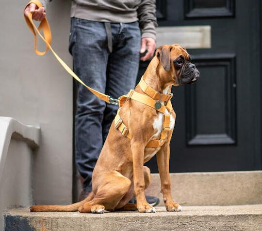 Mustard Harness