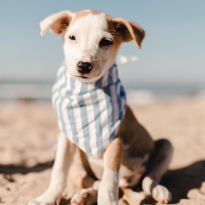 Blue bandana