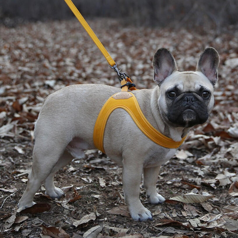 Charlie&#39;s Backyard - Buckle up Easy Dog Harness