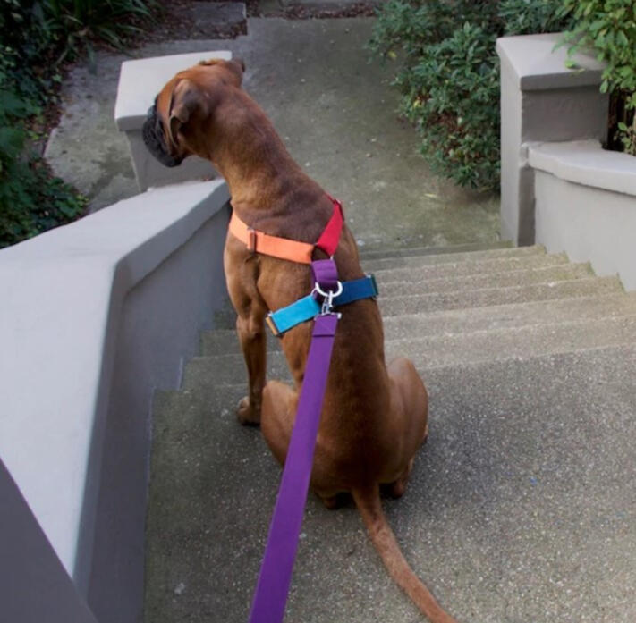 Hindquarters - Multi-coloured Harness