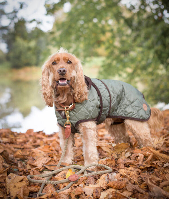 Country Dog Quilted Dog Coat