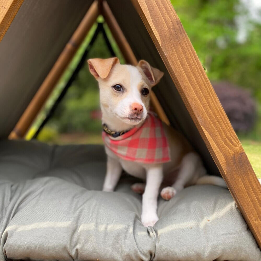 Little Donkey Supply Co. - Strawberry Margarita Dog Bandana