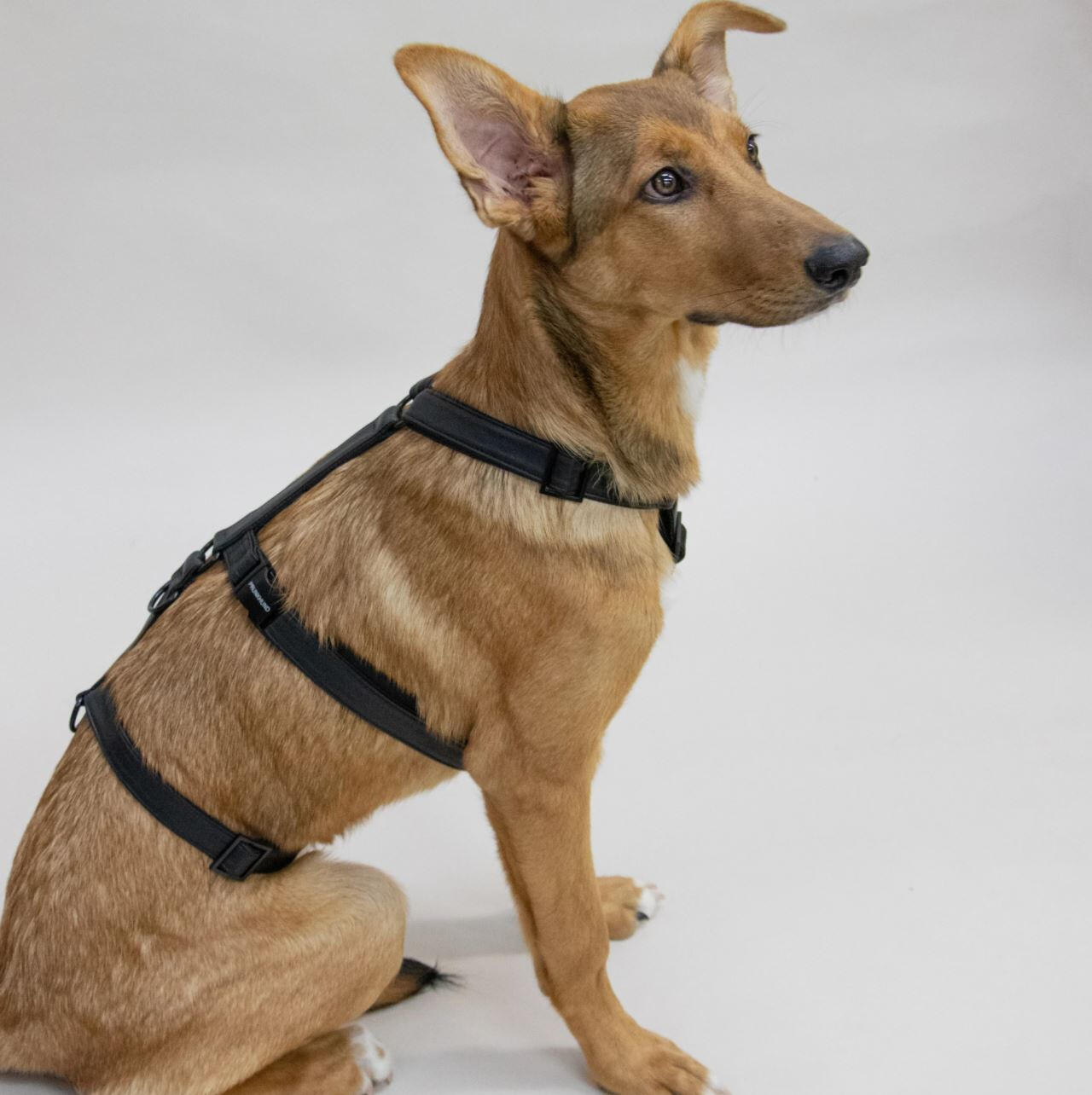 Prunkhund - Dark Safety Harness